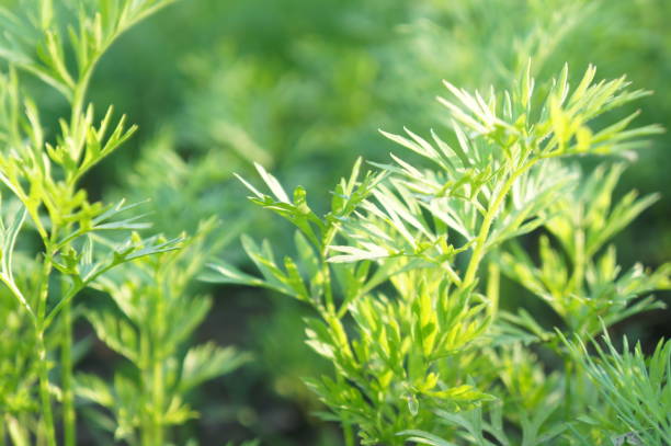 istock Green grass and leaves in sunlight for background or wallpaper 804940366