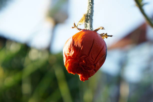Red poppy bud in the sun