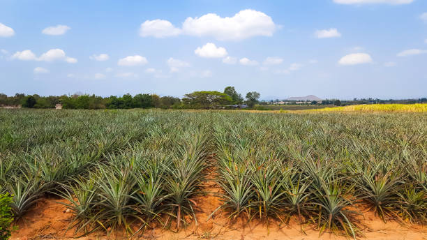 istock pineapple plantation under blue sky in Thailand 804943798