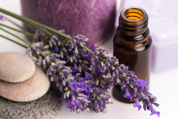 istock essential oil and lavender flowers 804947026