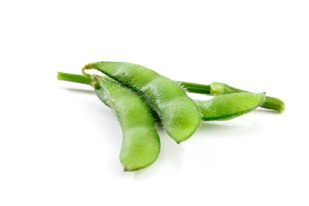 istock Green soybeans on white background, japanese food 804947050