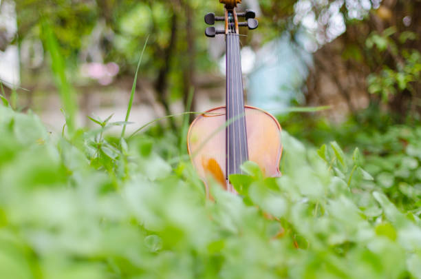 istock Old violin placed on a beautiful turnip grass. 804952706