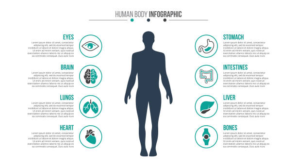 vektor-medizin und gesundheit-infografik. - inneres organ eines menschen stock-grafiken, -clipart, -cartoons und -symbole