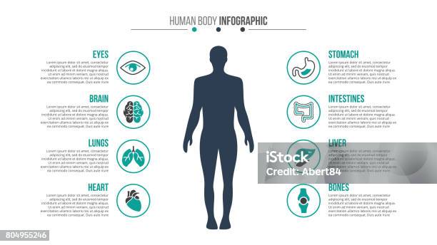 Vektormedizin Und Gesundheitinfografik Stock Vektor Art und mehr Bilder von Menschlicher Körper - Menschlicher Körper, Icon, Menschen