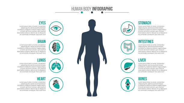 Vector medical and healthcare infographic. Vector human body infographic. Medical and healthcare template for presentation with 8 steps, options, parts or processes. people infographics stock illustrations