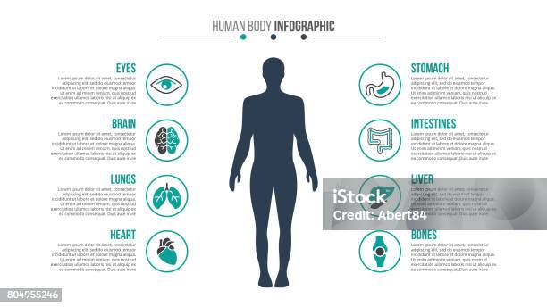 Vector Medical And Healthcare Infographic Stock Illustration - Download Image Now - The Human Body, Icon Symbol, Infographic