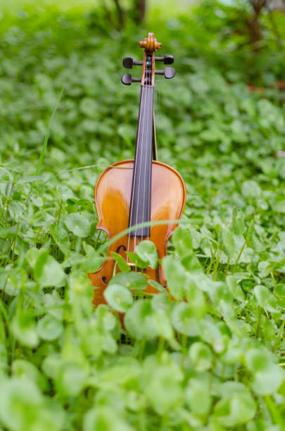 istock Old violin placed on a beautiful turnip grass. 804955250