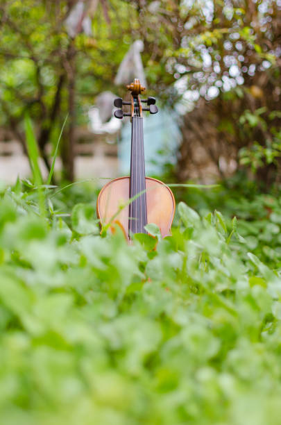 istock Old violin placed on a beautiful turnip grass. 804955754