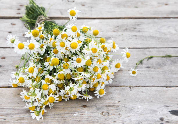 Daisy chamomile flowers on wooden garden table. with copy space. stock photo