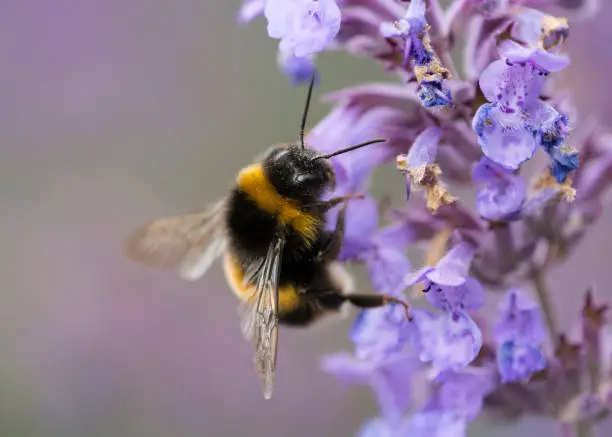 bumblebee feeding