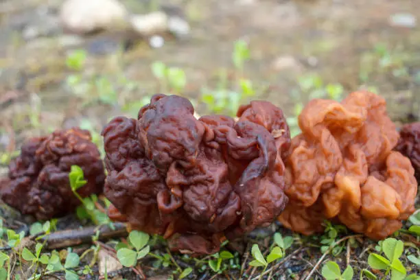 Spring forest mushrooms - Gyromitra esculenta. The first spring mushroom.The first spring mushrooms lying on the forest land.