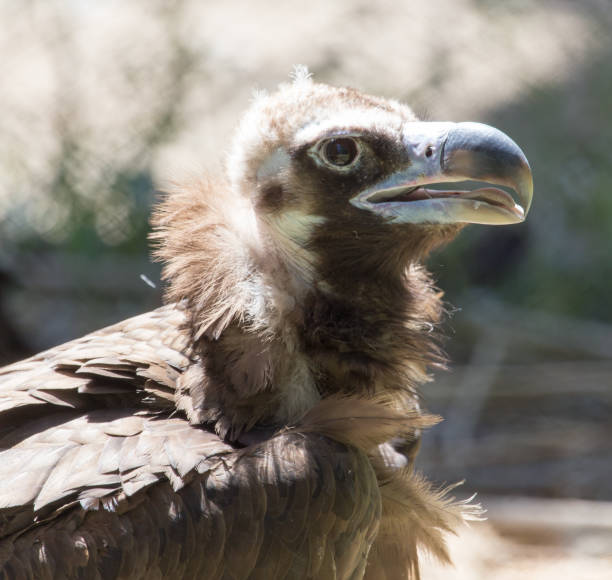 istock Portrait of a vulture in a zoo 804971800