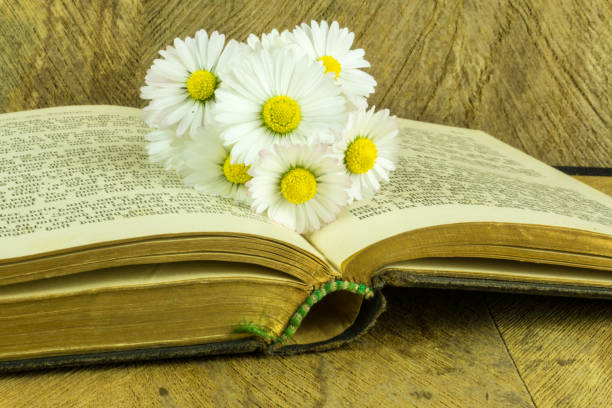 istock Old book on a rustic wooden board with daisies 804998062