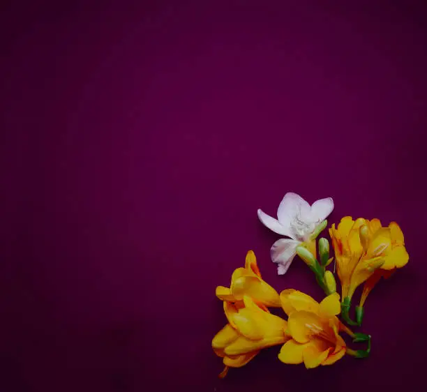 White and yellow flowers on artistic dark violet paper celebration background