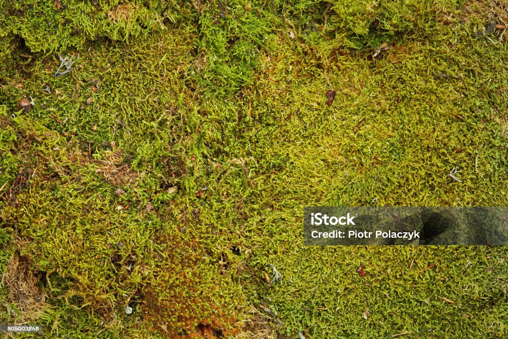 Fond vert de mousse de forêt - Photo de Texture libre de droits