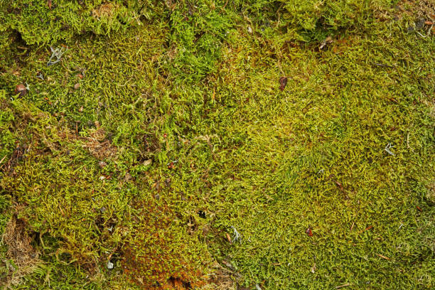 istock Green background of forest moss 805003868