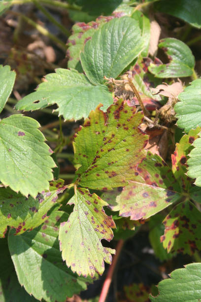 istock Disease on strawberry leaves 805004186