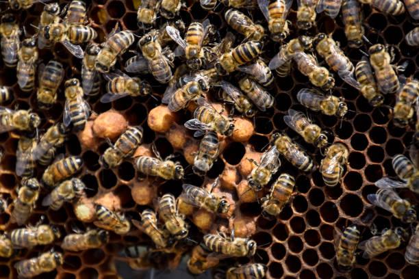 istock Honey bees on the home apiary 805007840