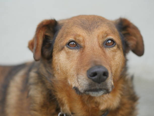 istock brown dog portrait 805007954