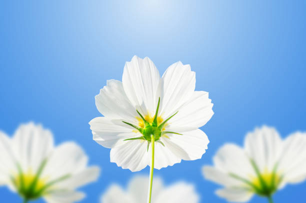 White cosmos flowers on a blue sky background.