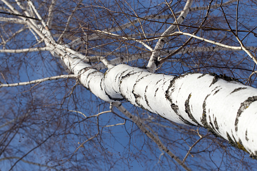 birch against the blue sky . A photo