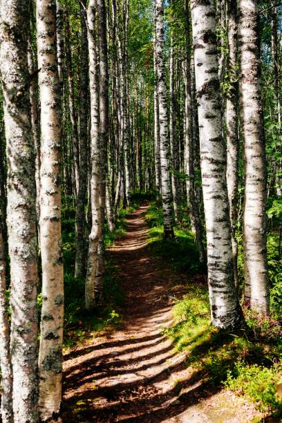 istock Foot path in an aspen forest in Finland national park 805015576