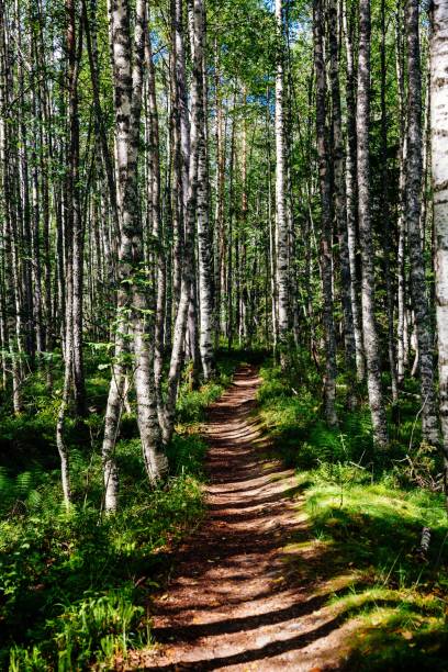 istock Foot path in an aspen forest in Finland national park 805015614