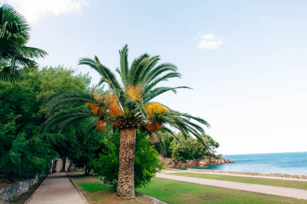 istock Date palm in Montenegro. Fruit on palm tree 805019456
