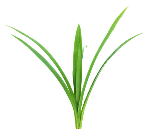 istock Fresh Pandan leaves isolated on white background 805019788