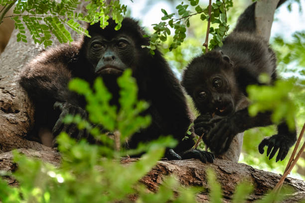 istock Golden mantled howling monkeys 805029444