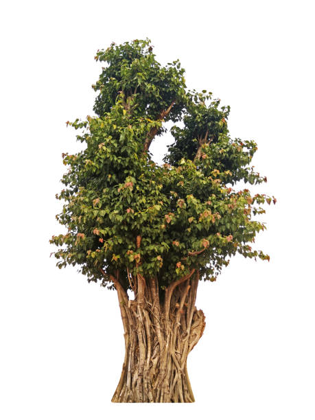 figue sacrée ou l’arbre de bodhi sur fond blanc - peepal photos et images de collection