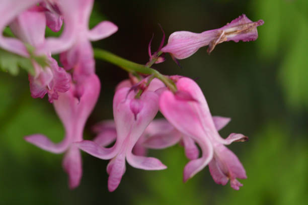 istock Dicentra eximia / Wildd or Fringed Bleeding Heart 805040928