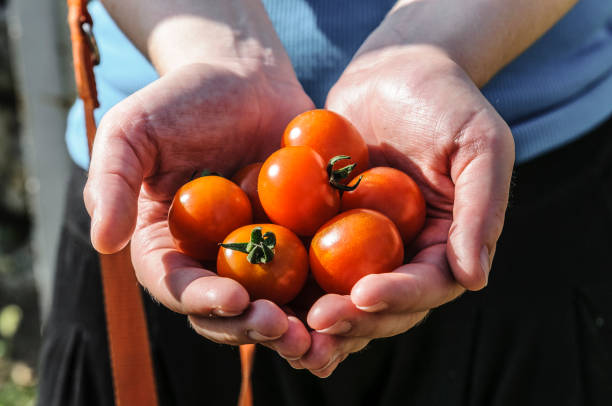istock Tomato harvest. Farmer's hands with freshly harvested tomatoes 805051296