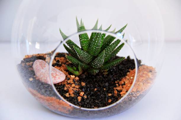 istock Succulents in round glass terrariums 805066272