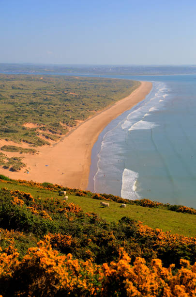 Saunton Sands North Devon coast near Croyde with yellow flowers