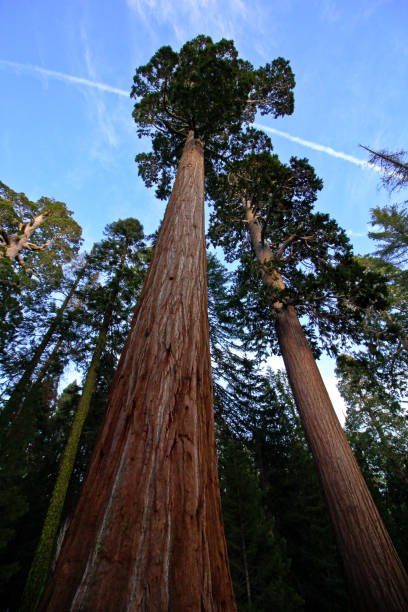 istock Giant trees in Kings Canyon National Park 805072198