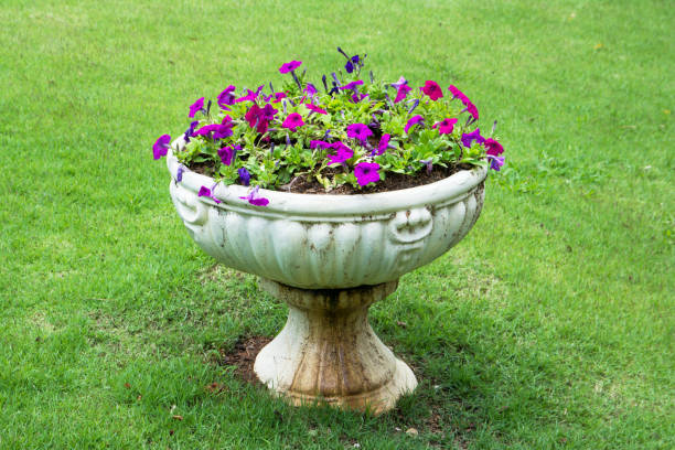 Petunia flowers in elegance white flowerpot on lawn