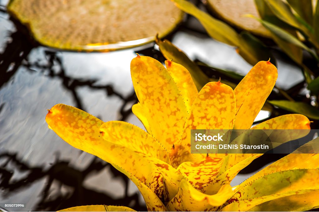 Foto de Closeup Da Planta De Veneno Bromélia Amarela E Laranja Na Selva  Tropical e mais fotos de stock de Amarelo - iStock