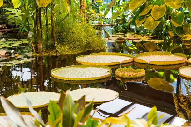 gigantyczna lilia wodna amazonka z sercem. wiktoria amazonica - victoria water lily zdjęcia i obrazy z banku zdjęć