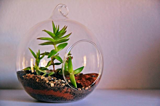 istock Succulents in round glass terrariums 805074564