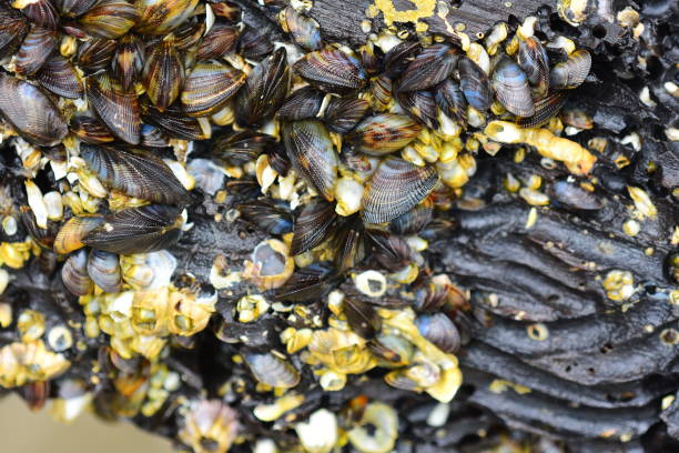 istock Dense consentration of bivalves and barnacles on decomposing driftwood 805084928