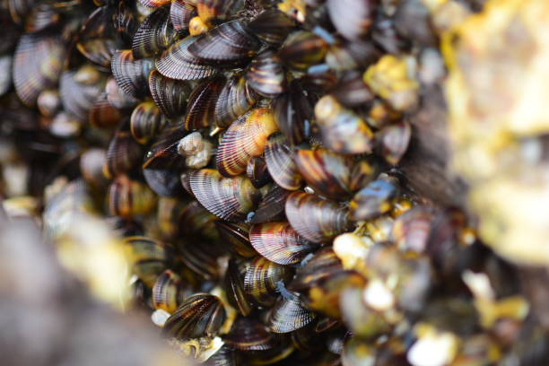 istock Dense consentration of bivalves on driftwood 805085158