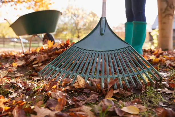 Photo of Close Up Of Woman Raking Autumn Leaves In Garden