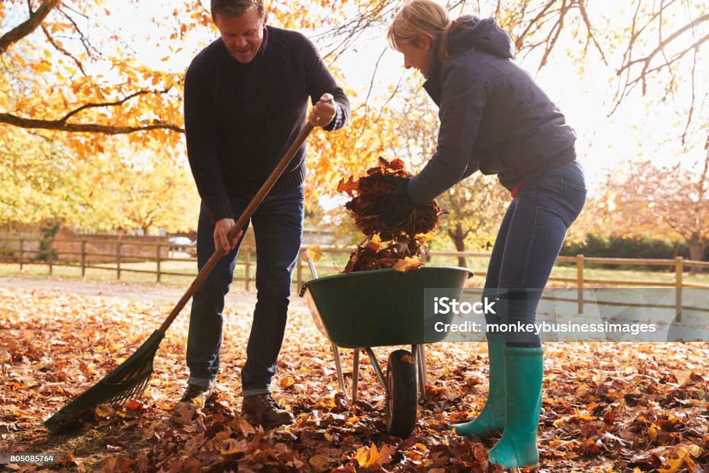 Mature Couple Raking Autumn Leaves in Garden Rake Stock Photo