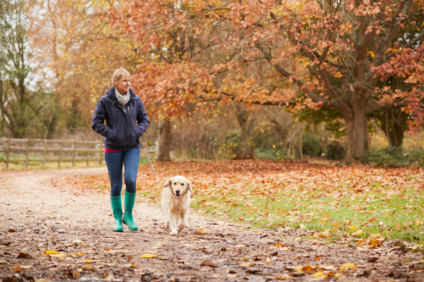 istock Mature Woman On Autumn Walk With Labrador 805085980