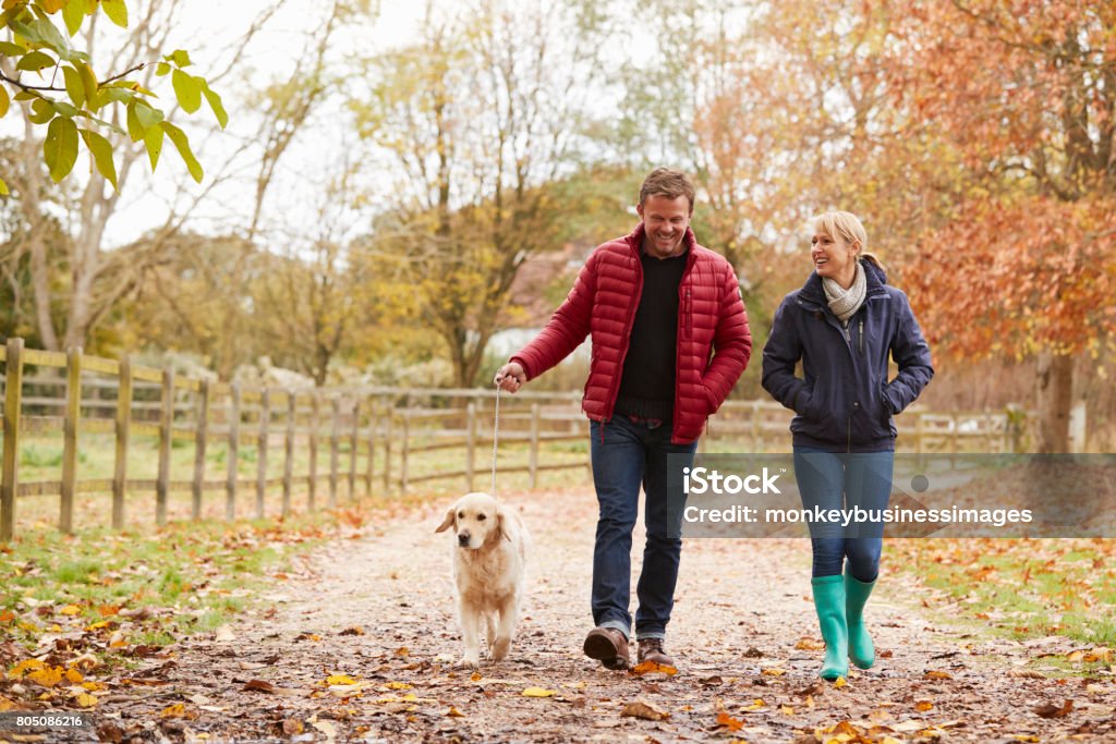 Madura pareja en otoño a pie con Labrador - Foto de stock de Andar libre de derechos