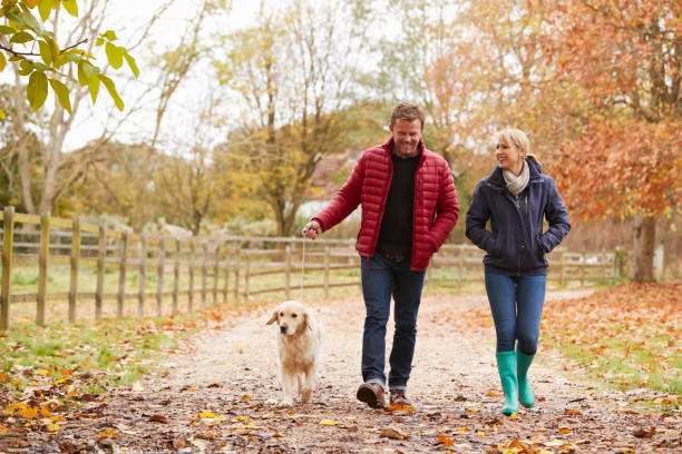 istock Mature Couple On Autumn Walk With Labrador 805086216