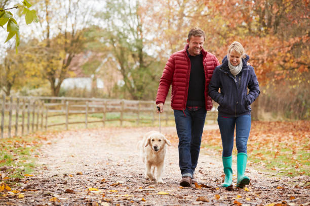 madura pareja en otoño a pie con labrador - mature adult couple caucasian outdoors fotografías e imágenes de stock