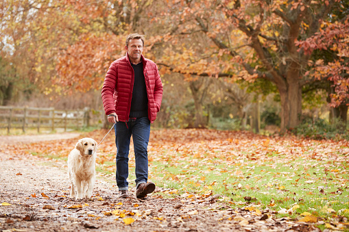 Mature Man On Autumn Walk With Labrador