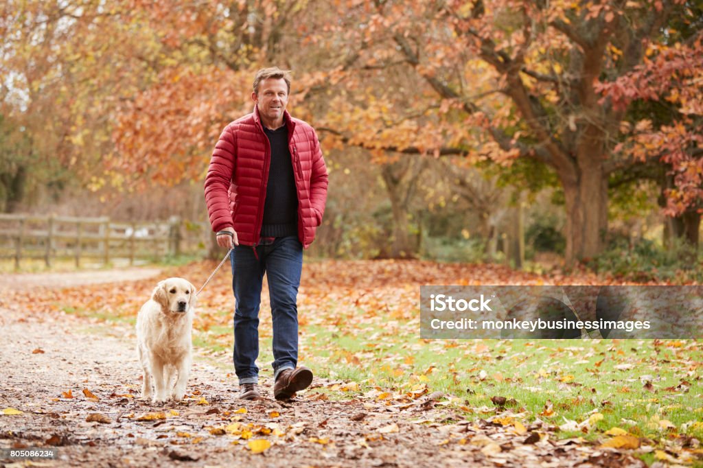 Mature Man On Autumn Walk With Labrador Walking Stock Photo